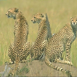 Cheeters in the Serengeti