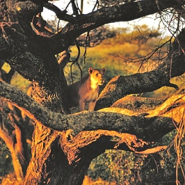 Lion in the Lake Manyara National Park