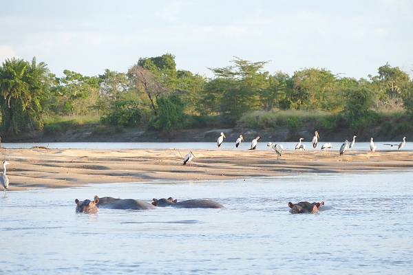 Hippos an Pelicans in Saadani National Park