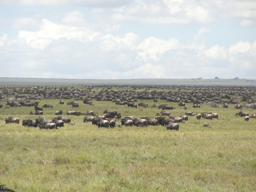 Serengeti National Park - Wilderbeasts