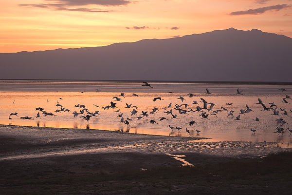 Lake Natron with Flamingos and Pelican Flies over