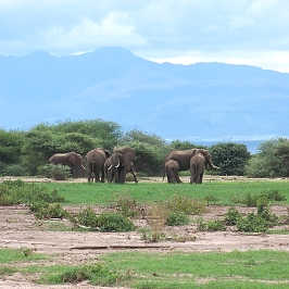 Elephants in Lake Manyara NP