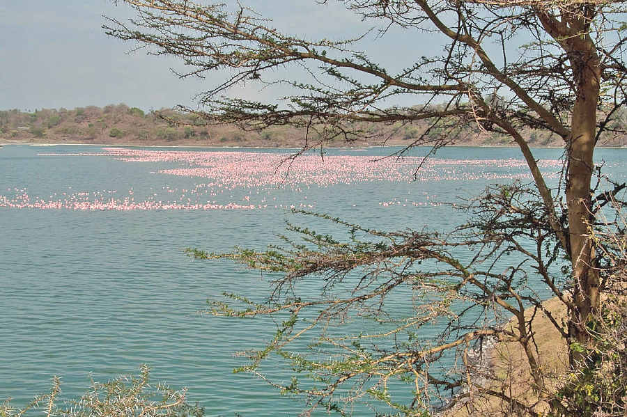 Flamingos in Arusha National Park