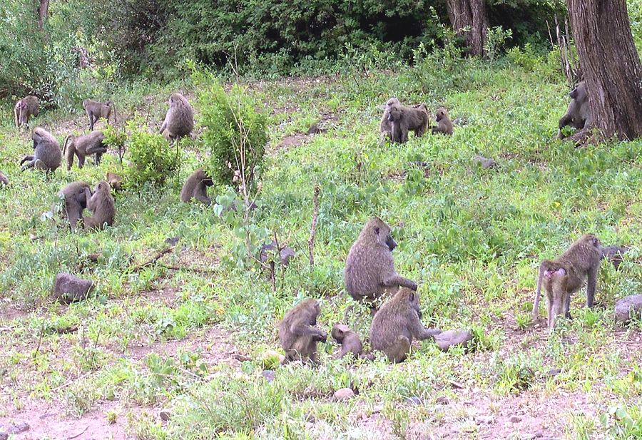 Baboons in Manyara NP