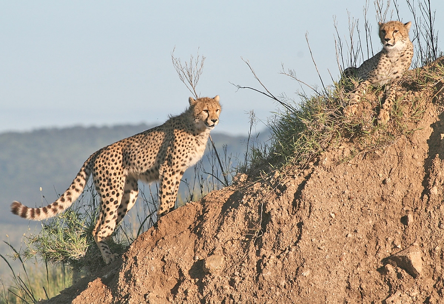 Cheeters in the Serengeti