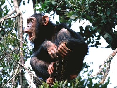 Chimps crooning from the treetops