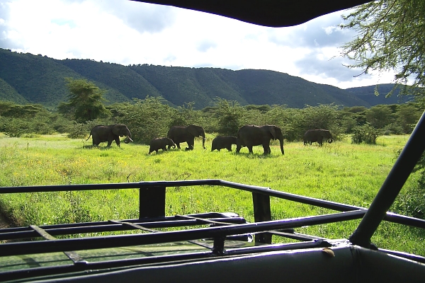 Elephants in the Ngorongoro Crater
