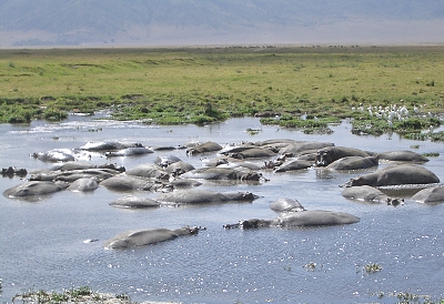 Hippos in the Crater