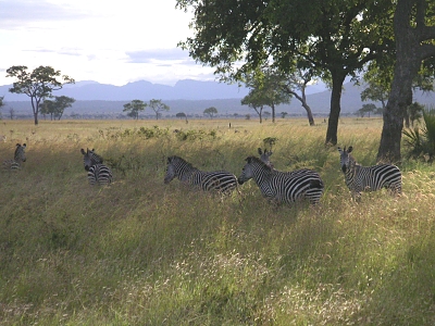Zebras at Mikumi National Park