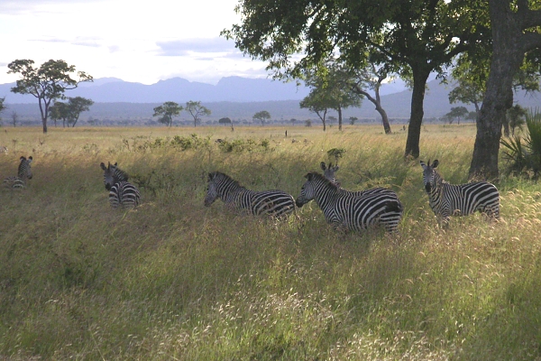 Zebras at Mikumi National Park