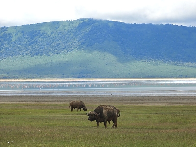 Rhinos in Ngorongoro Crater