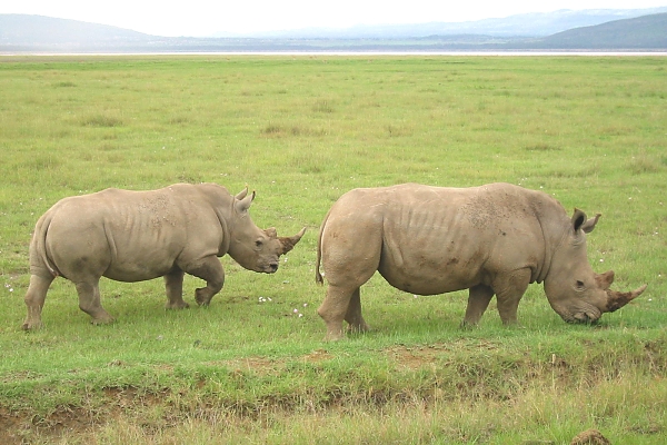 Rhinos in the Crater