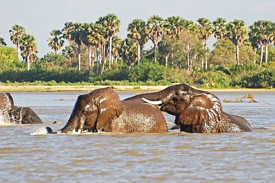 Elephants in the Selous Game Reserves