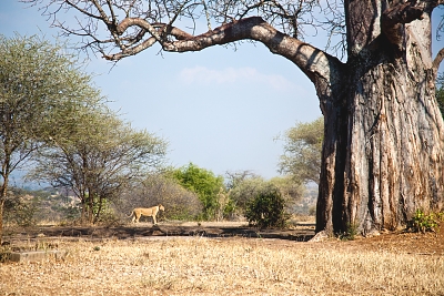Baobab Trees in Tarangire