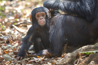 Chimpanzee at Gombe Stream National Park