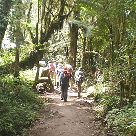 Kilimanjaro hike to Mandara