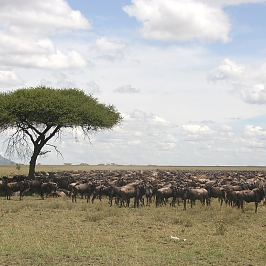 Serengeti Wilderbeasts