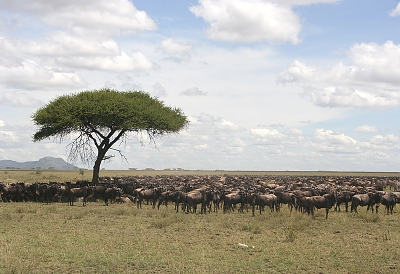 Serengeti Wilderbeasts